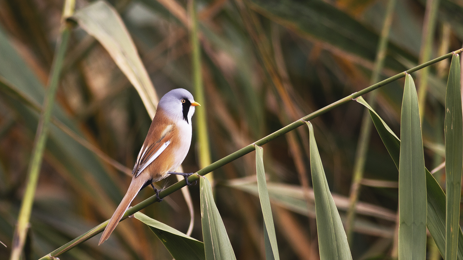 Bearded Reedling